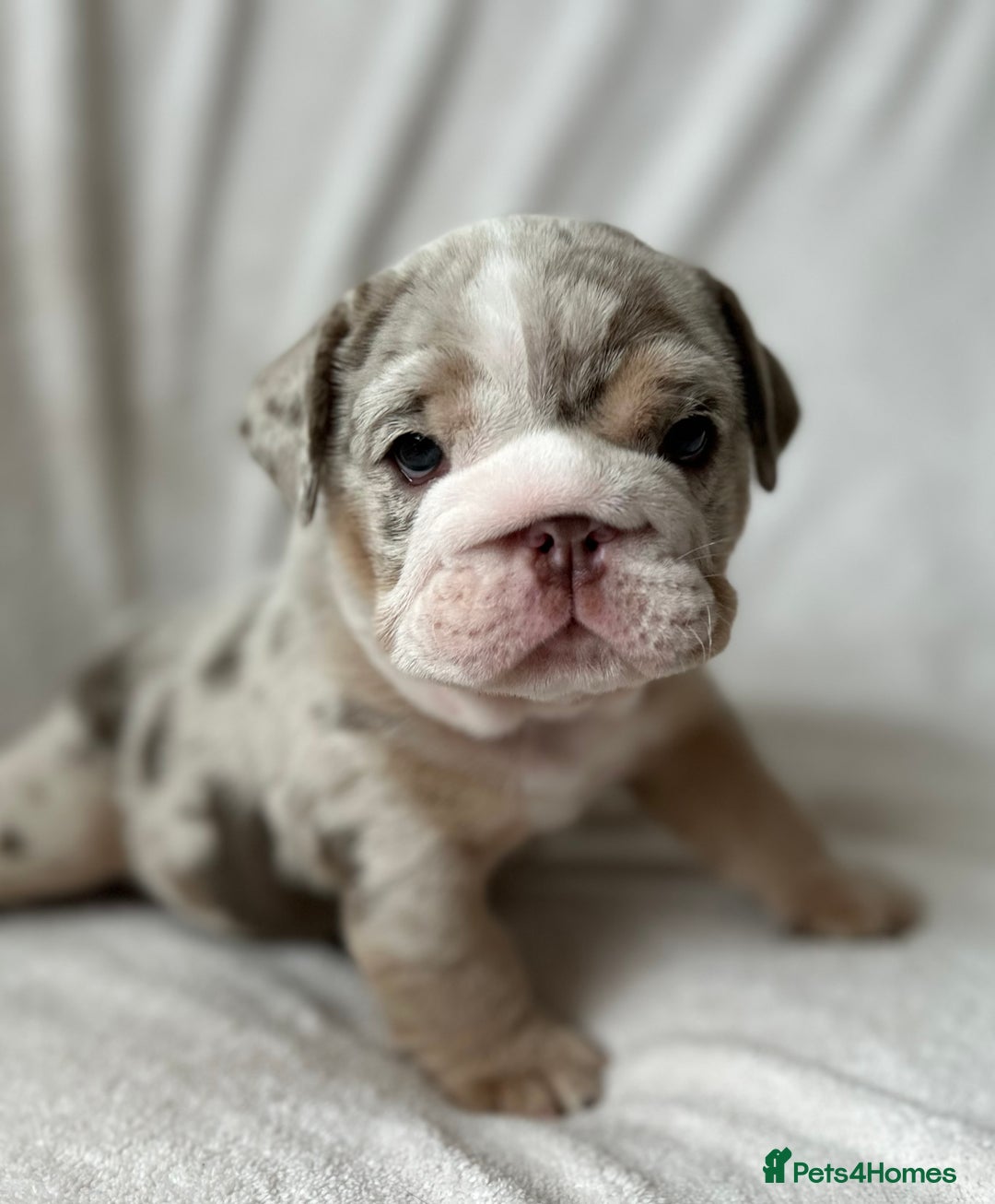 English Bulldog dogs for sale: LAST BOY ENGLISH BULLDOG PUP in South Ockendon - Image 19