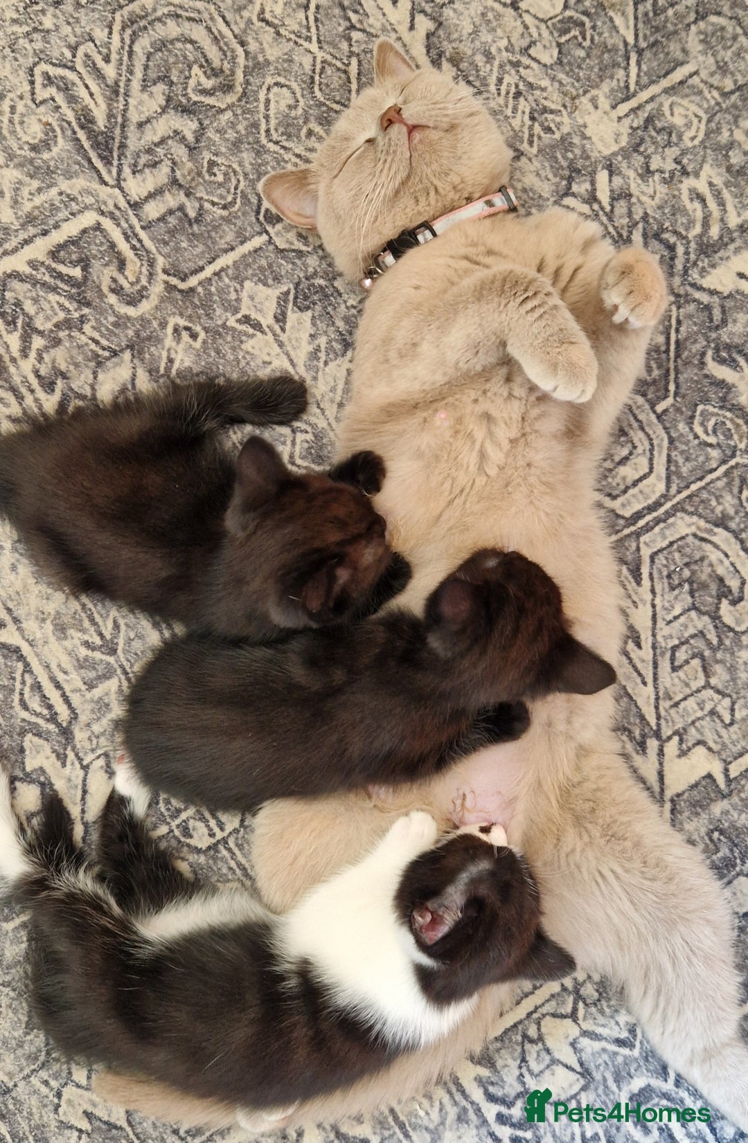 British Shorthair cats for sale: Black british shorthair mix - Image 10