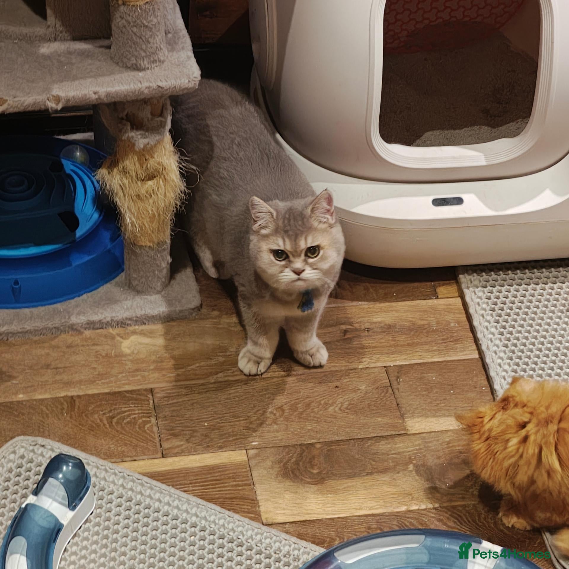 British Shorthair cats Tica registered blue golden  - Advert 16