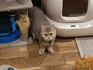 British Shorthair cats Tica registered blue golden - Advert 16