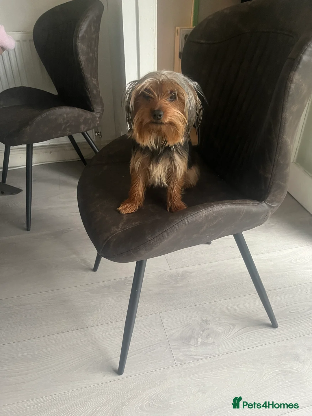 Yorkshire Terrier dogs for sale: Yorkshire Terrier female, 1 year old. - Advert 2