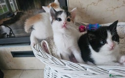 Selkirk Rex cats for sale: Adorable Selkirk Rex Kittens (Straight ) - Image 2