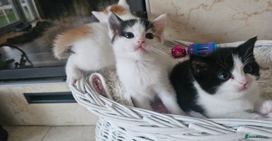 Selkirk Rex cats - Advert 16