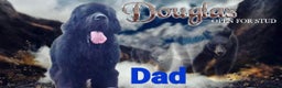 Newfoundland dogs for stud: Newfoundland stud in Doncaster - Advert 9