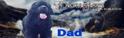 Newfoundland dogs for stud: Newfoundland stud in Doncaster - Advert 9