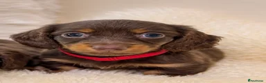 Miniature Dachshund 2