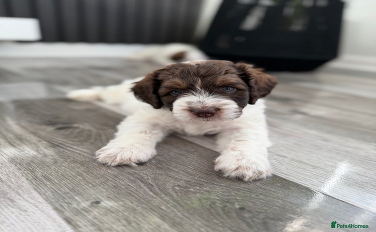 Bernedoodle dogs - Advert 2