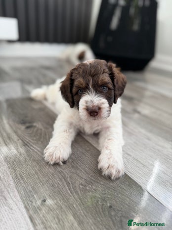 Bernedoodle dogs - Advert 1