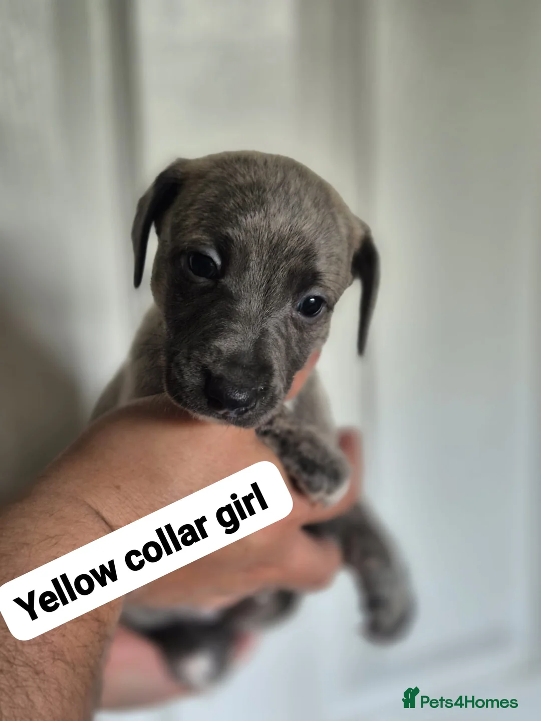 Whippet dogs for sale: Beautiful litter of Whippets - Advert 14