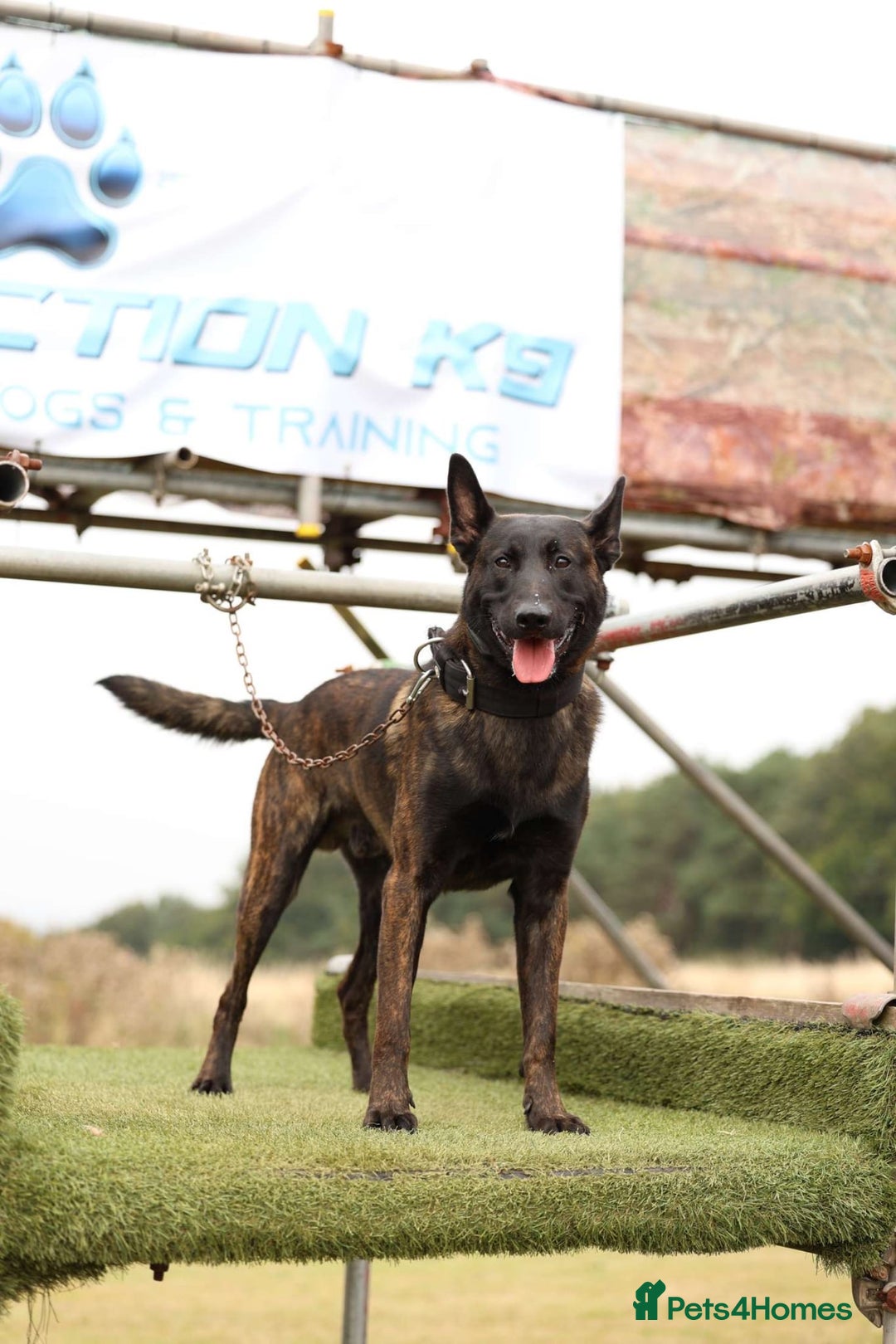 Belgian Shepherd Dog dogs for sale: Dutch shepherd x Belgium malli Protection dog  - Advert 2