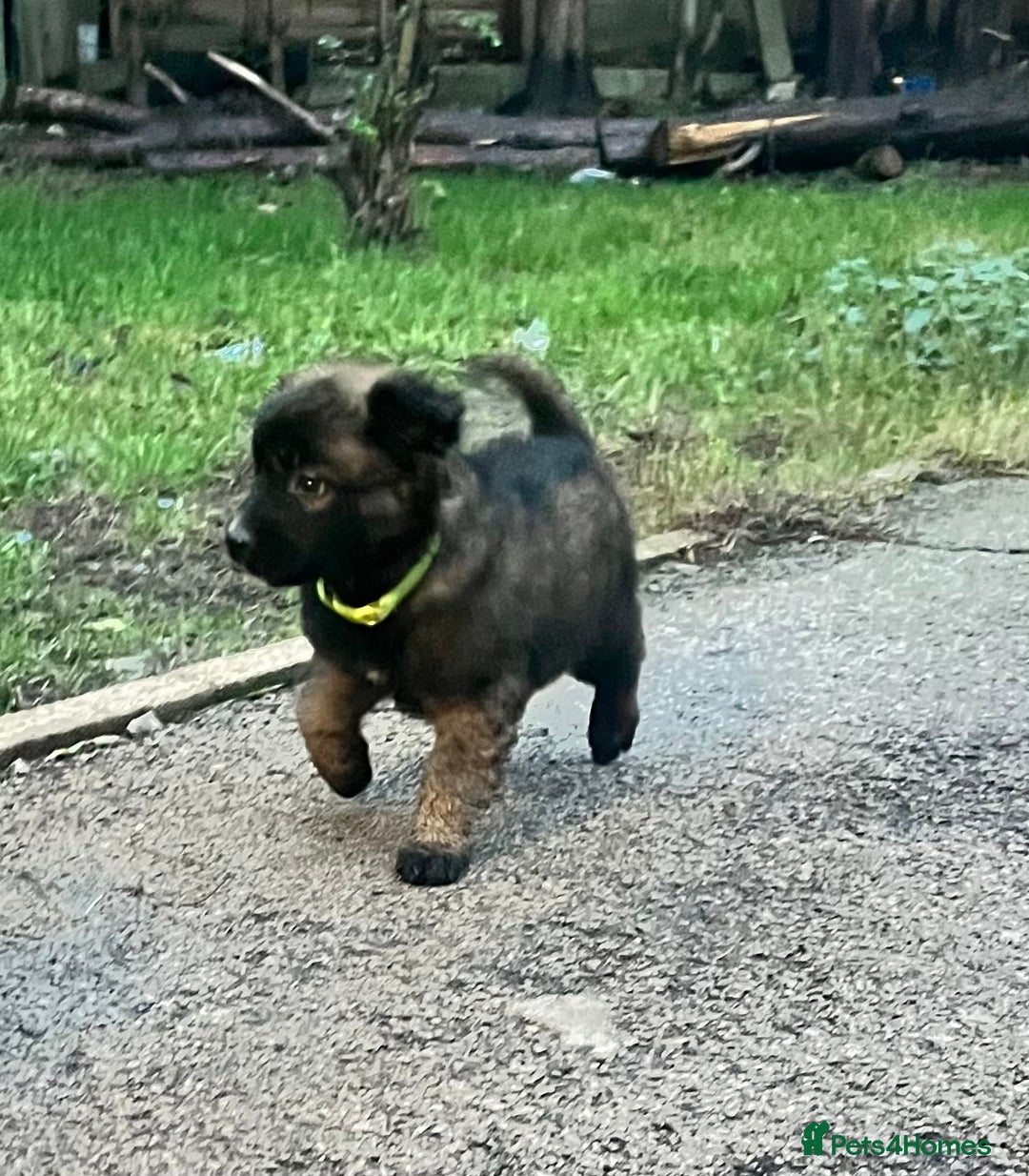 Mixed Breed dogs for sale: Belgium Shepherd mix breed - Advert 21