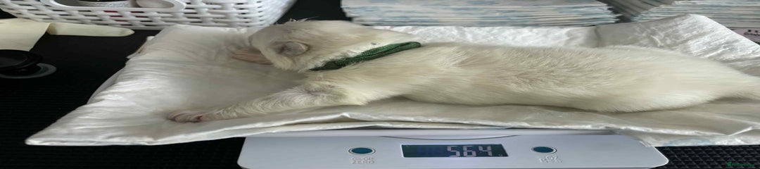 Samoyed Puppy /Green 