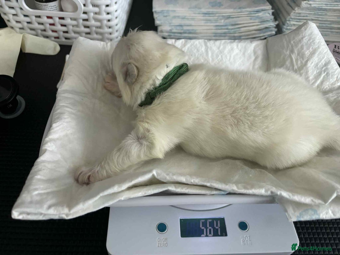 Samoyed dogs for sale: KC reg. Samoyed puppies with champ bloodline  - Advert 14