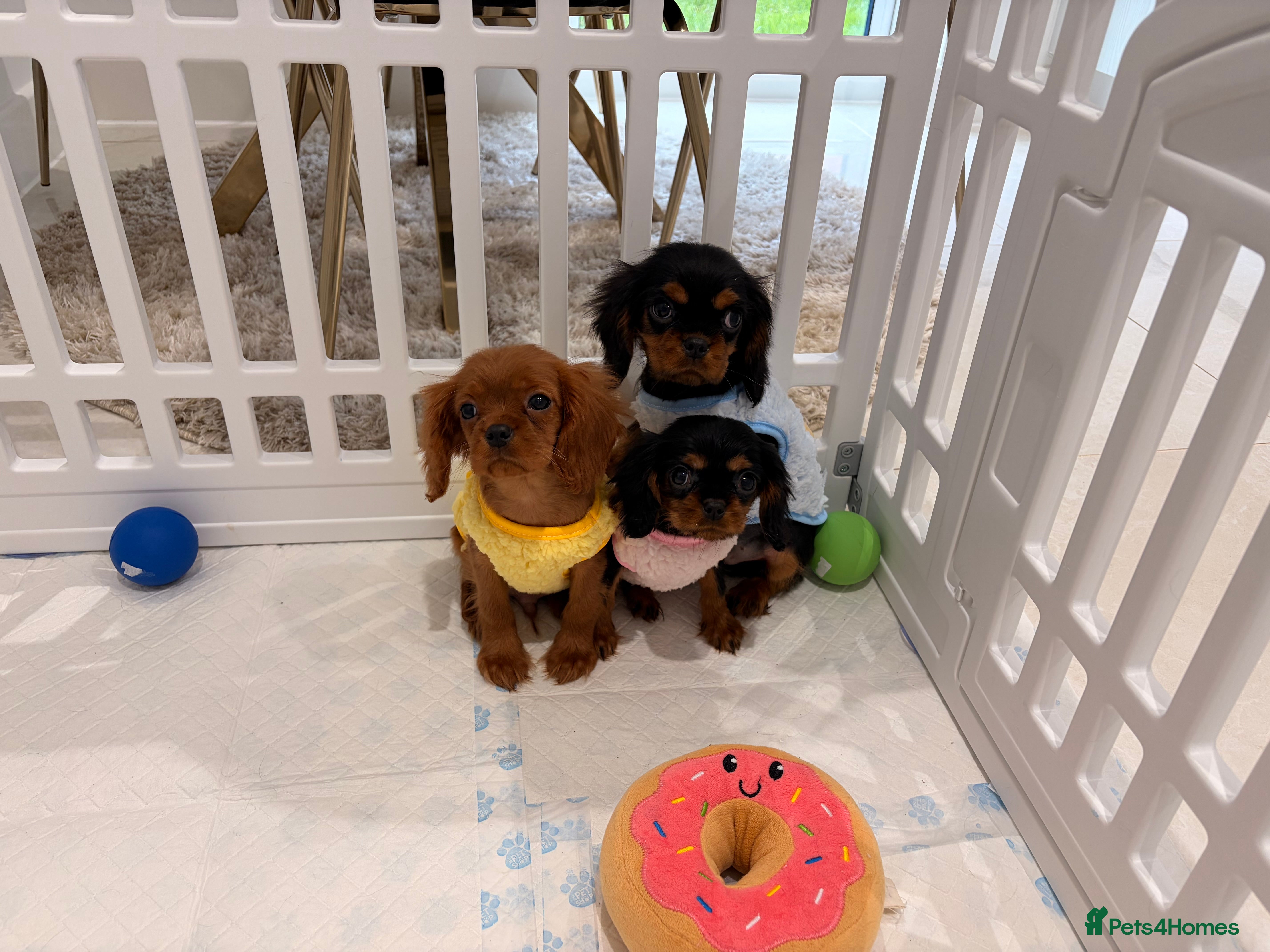 Cavalier King Charles Spaniel dogs Cavalier King Charles spaniel - Advert 14