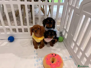 Cavalier King Charles Spaniel dogs Cavalier King Charles spaniel - Advert 14