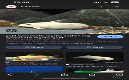 Cichlids fish for sale: 420l tank set up, loads of tropical fish - Image 2