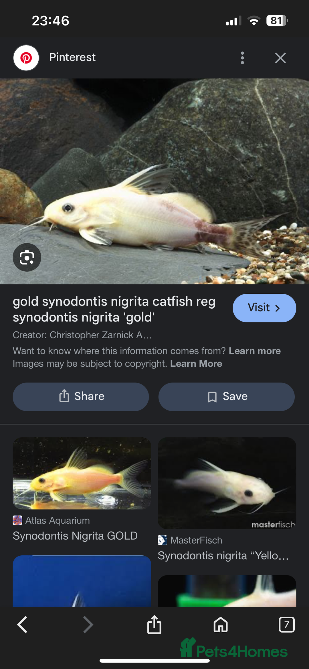 Cichlids fish for sale: 420l tank set up, loads of tropical fish - Image 2