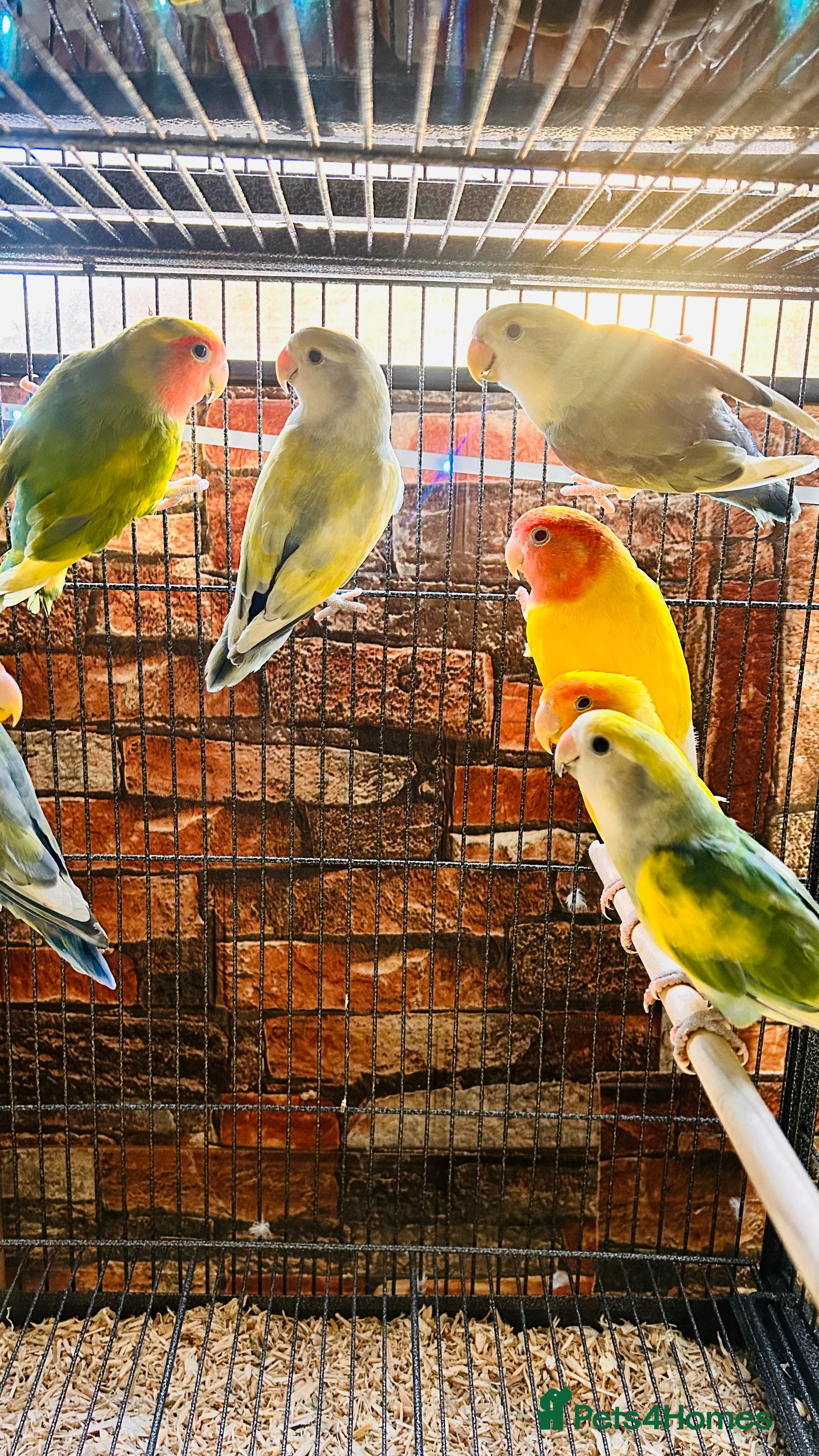 Lovebirds birds Various peachface lovebirds for sale  - Advert 1