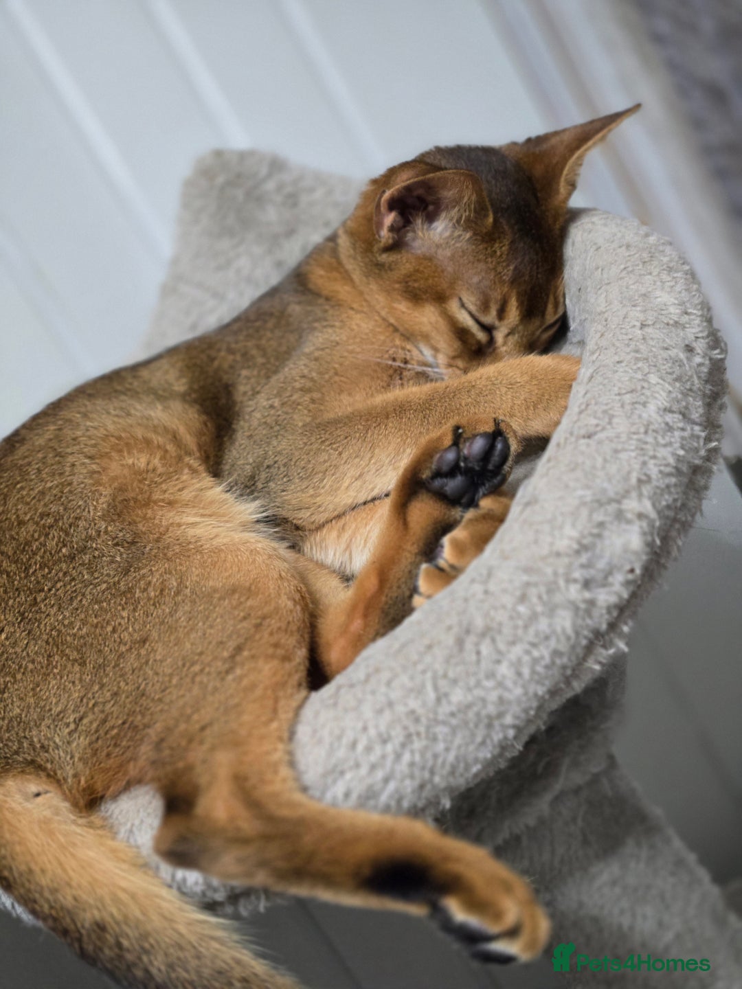 Abyssinian cats for sale: Ready to go Just left 1 girl Show Quality kitten in Southampton - Image 15