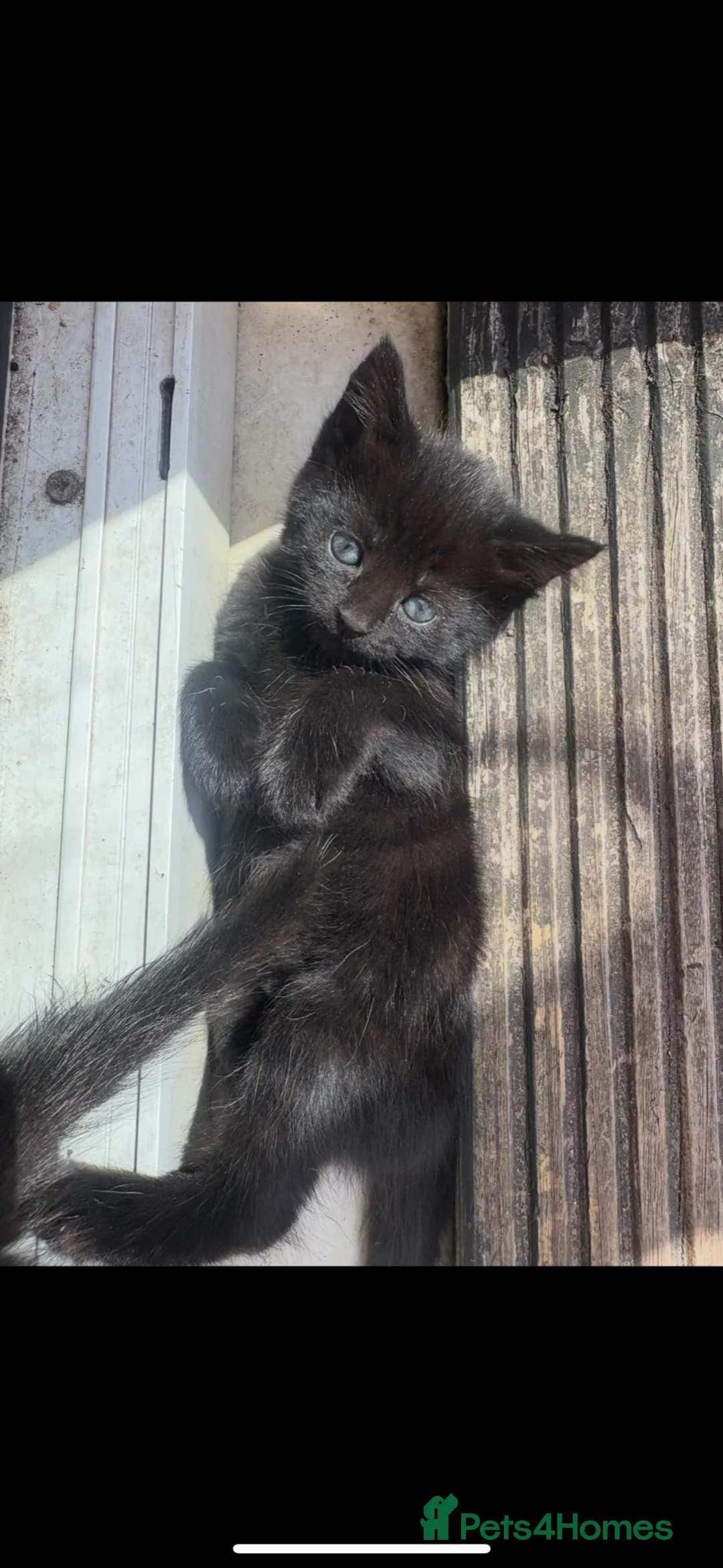 Mixed Breed cats for sale: Kittens for sale, Ready now £20 in Birmingham - Advert 5