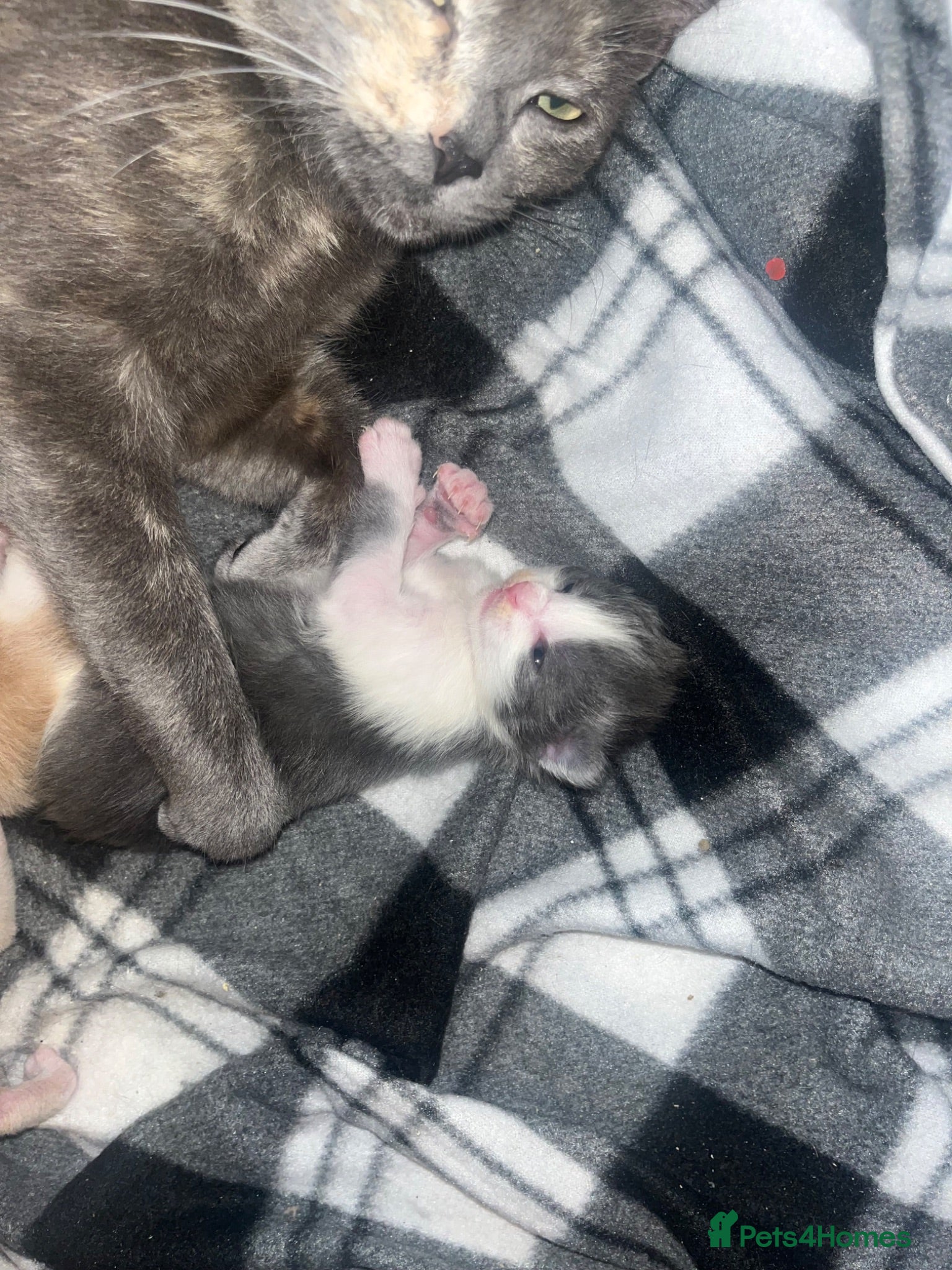 Mixed Breed cats Cookies kittens🐱 - Advert 1