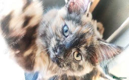 Maine Coon cats for sale: Adorable Maine Coon x Ragdoll Kittens - Image 9