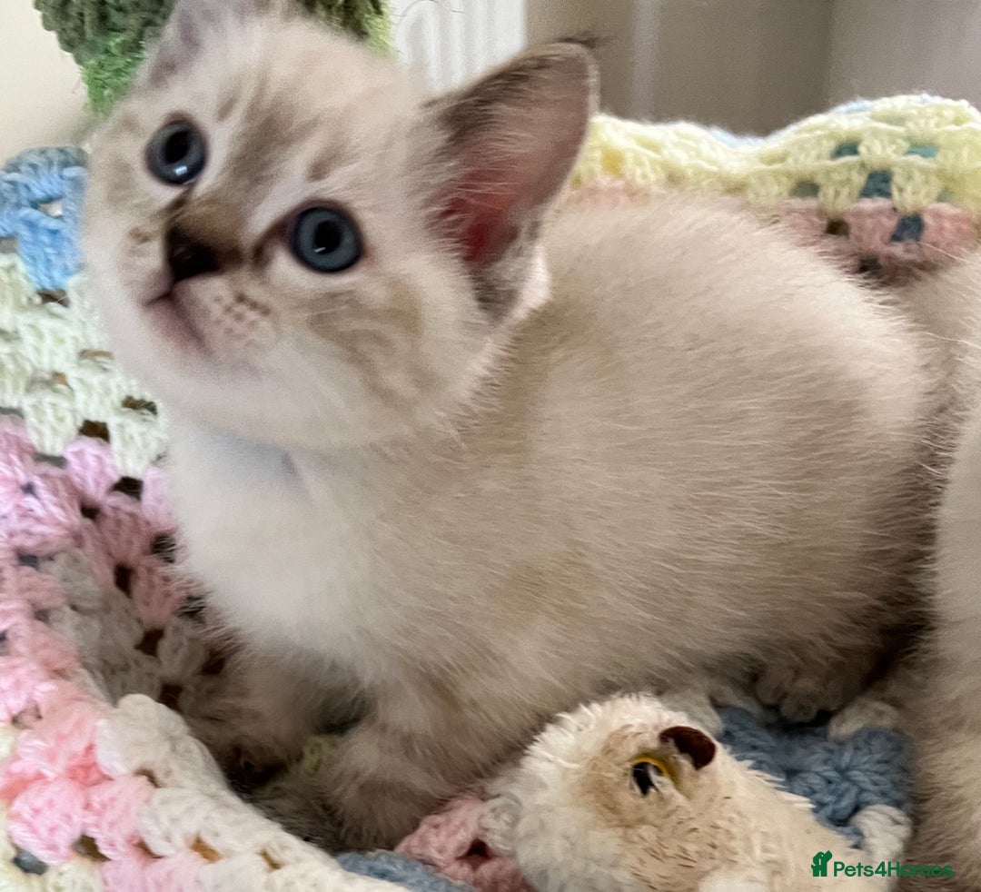 Ragdoll cats for sale: Pure Ragdoll Boys – Raised with Mum in Family Home - Image 15