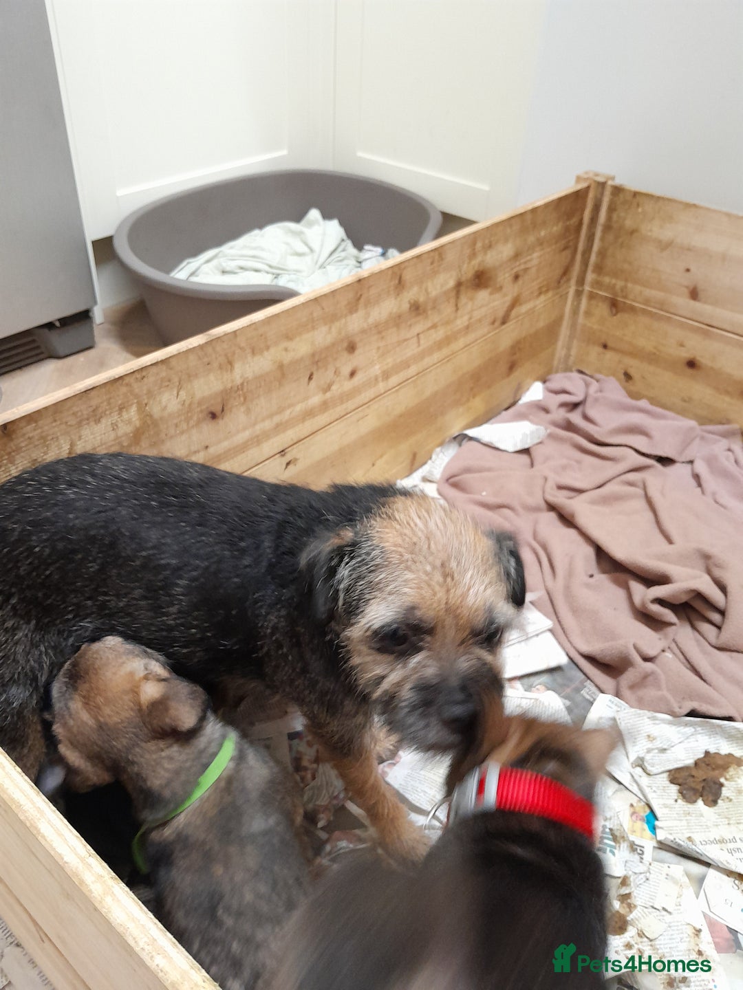 Border Terrier dogs for sale: KC registered Border terrier pups - Advert 7