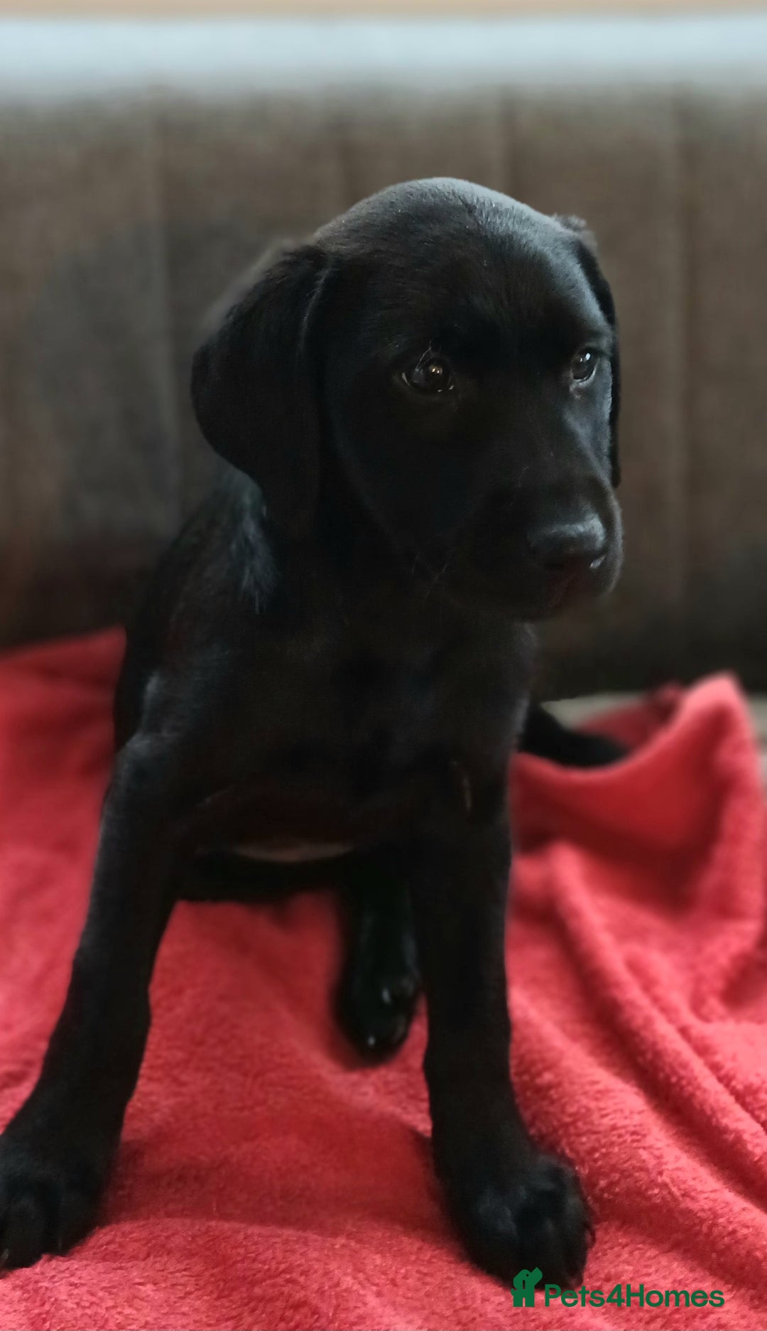 Labrador Retriever dogs for sale: Labrador  - Advert 3