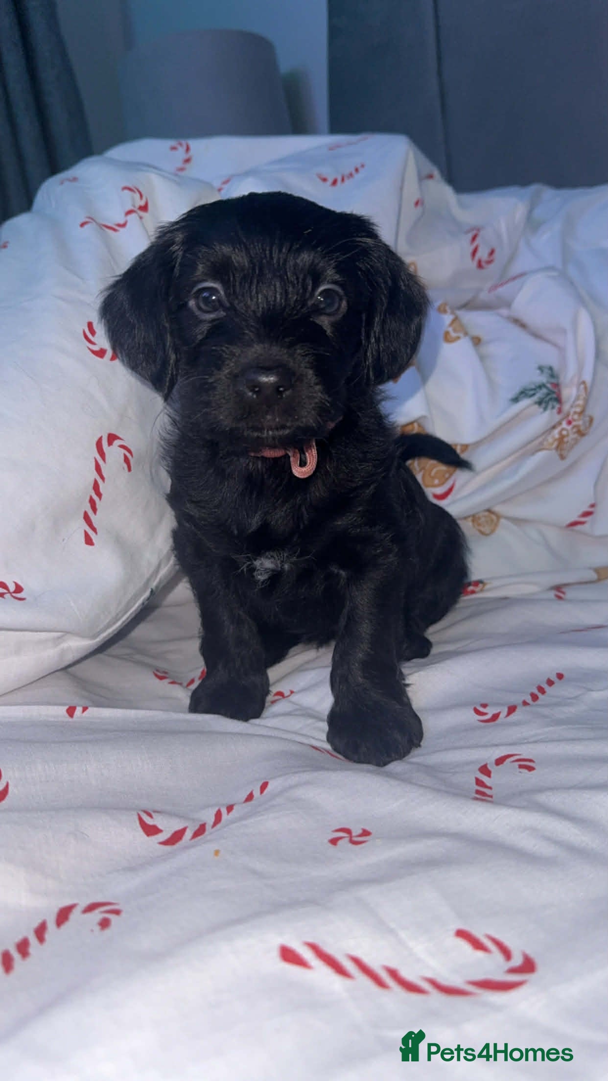 Yorkiepoo dogs Yorkiepoos - Advert 3