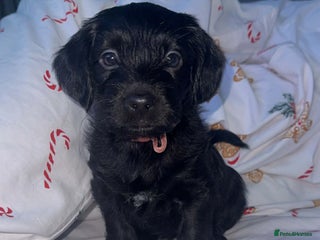 Yorkiepoo dogs Yorkiepoos - Advert 3