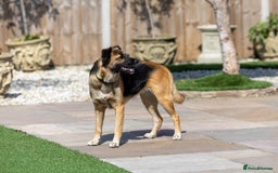 Mixed Breed dogs for adoption: Super Shelby - Image 7