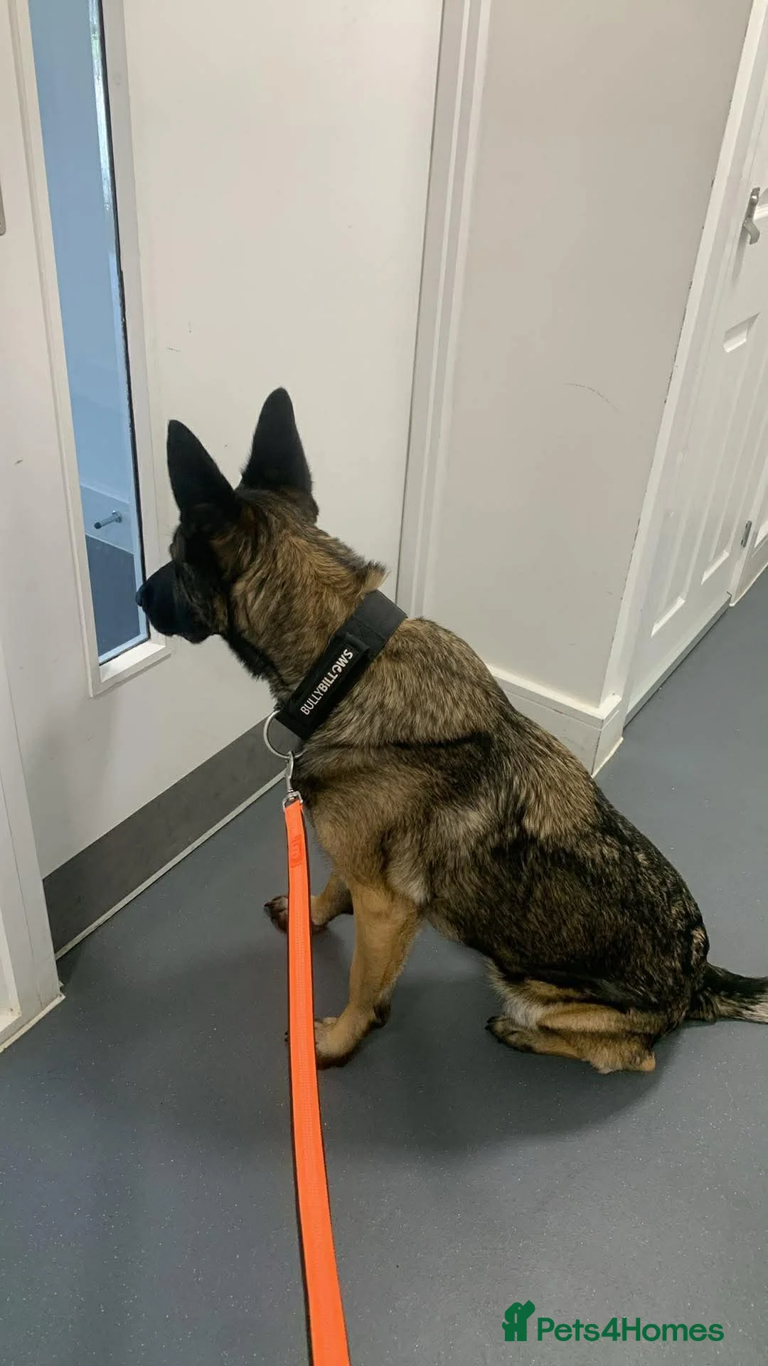 Belgian Shepherd Dog dogs for sale: Agatha  - Advert 2