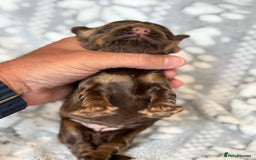 Cocker Spaniel dogs for sale: Champion bred KC health tested cockers  - Image 12