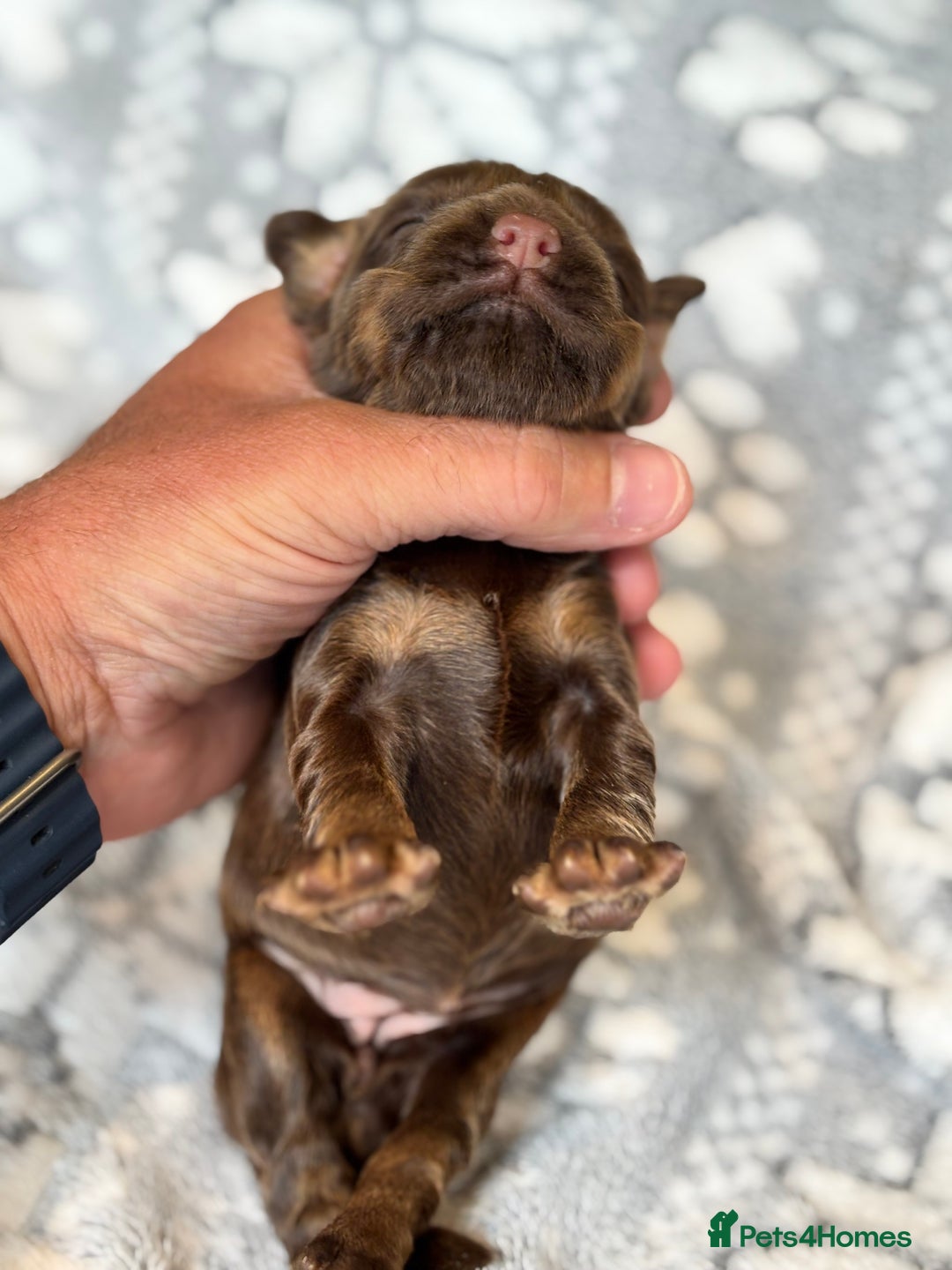 Cocker Spaniel dogs for sale: Champion bred KC health tested cockers  - Image 12