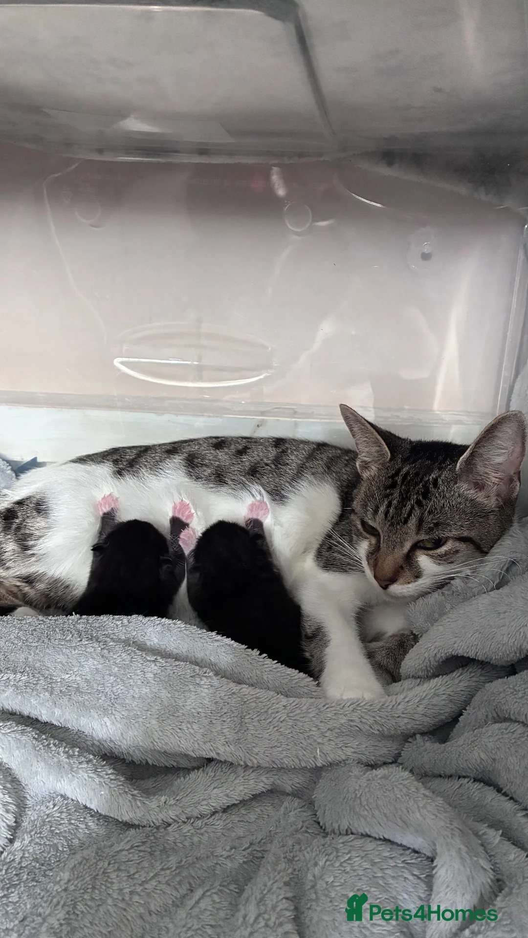 Mixed Breed cats for sale: 2 gorgeous male kittens looking for forever home - Advert 1