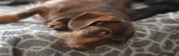 Miniature Dachshund dogs for sale: KC registered Miniature Wire haired Dachshund Boy  - Advert 2