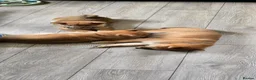 Japanese Shiba Inu dogs for sale: Stunning little Shibas - Advert 12