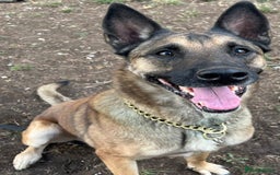 Belgian Shepherd Dog dogs for adoption: Cairo is looking for her forever home - Image 2