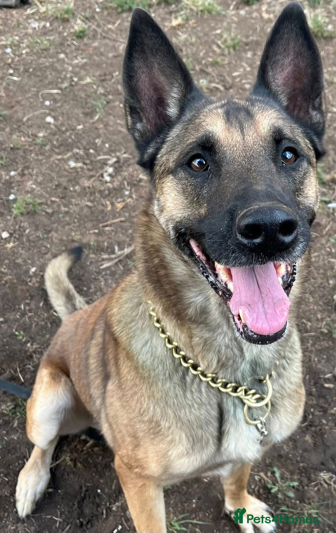 Belgian Shepherd Dog dogs for adoption: Cairo is looking for her forever home - Image 2