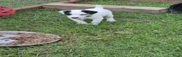 Jack Russell dogs for sale: Tess & jacks puppies - Advert 17