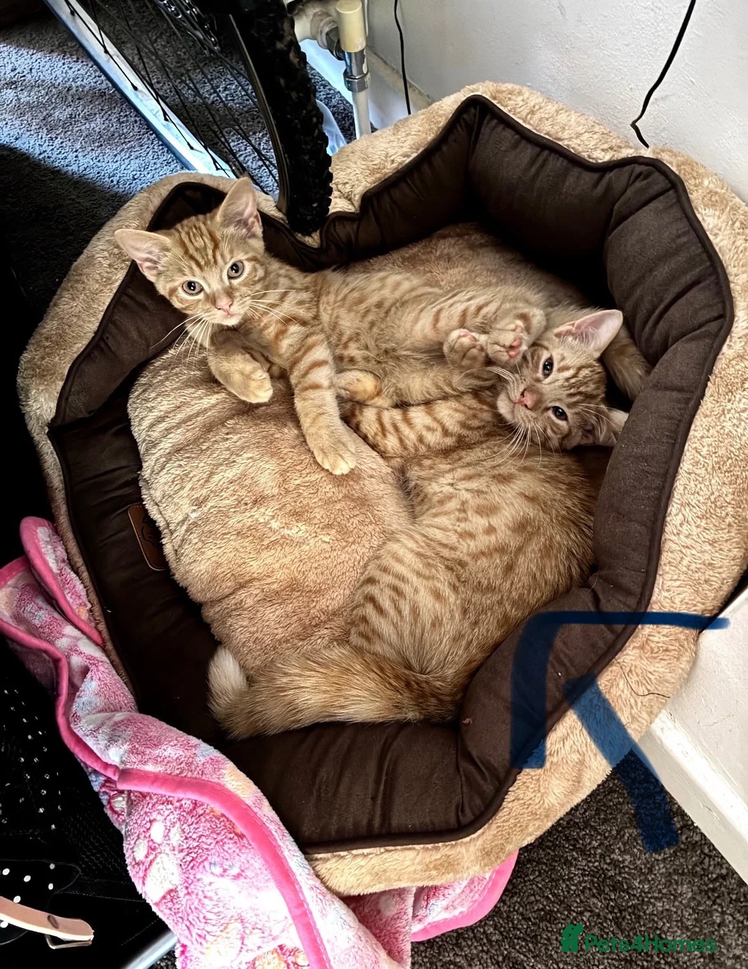 Domestic Shorthair cats for sale: Bernard  in Liverpool - Advert 2
