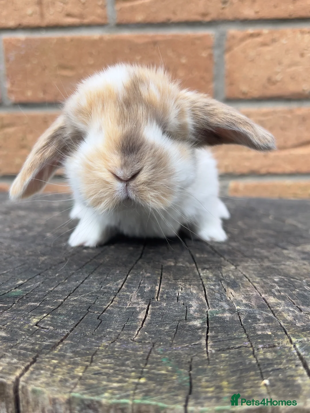 French Lop rabbits for sale: Quality French Lop babies - Advert 1