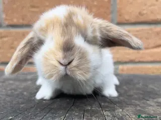 French Lop rabbits Quality French Lop babies - Advert 6