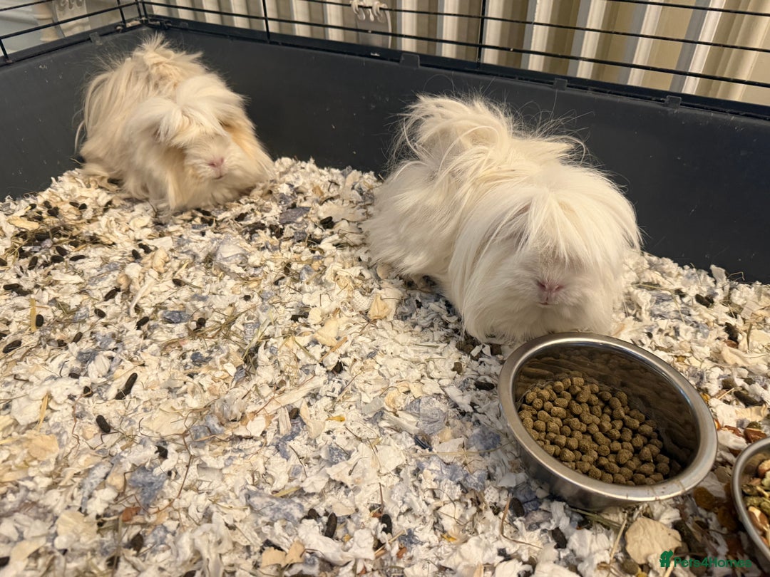 Guinea Pig rodents for sale: Long haired Peruvian Guinea Pigs - Image 9