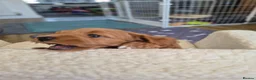 Maltipoo dogs for sale: 1 male red maltipoo  - Advert 6
