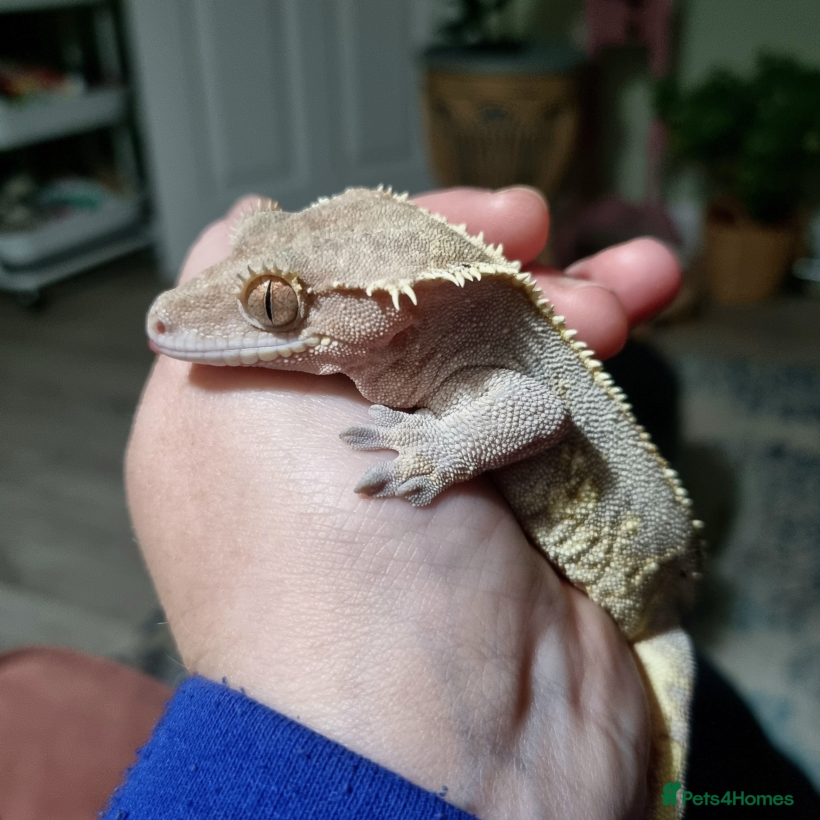 Gecko reptiles Crested Gecko 2 years old with / without setup - Advert 10