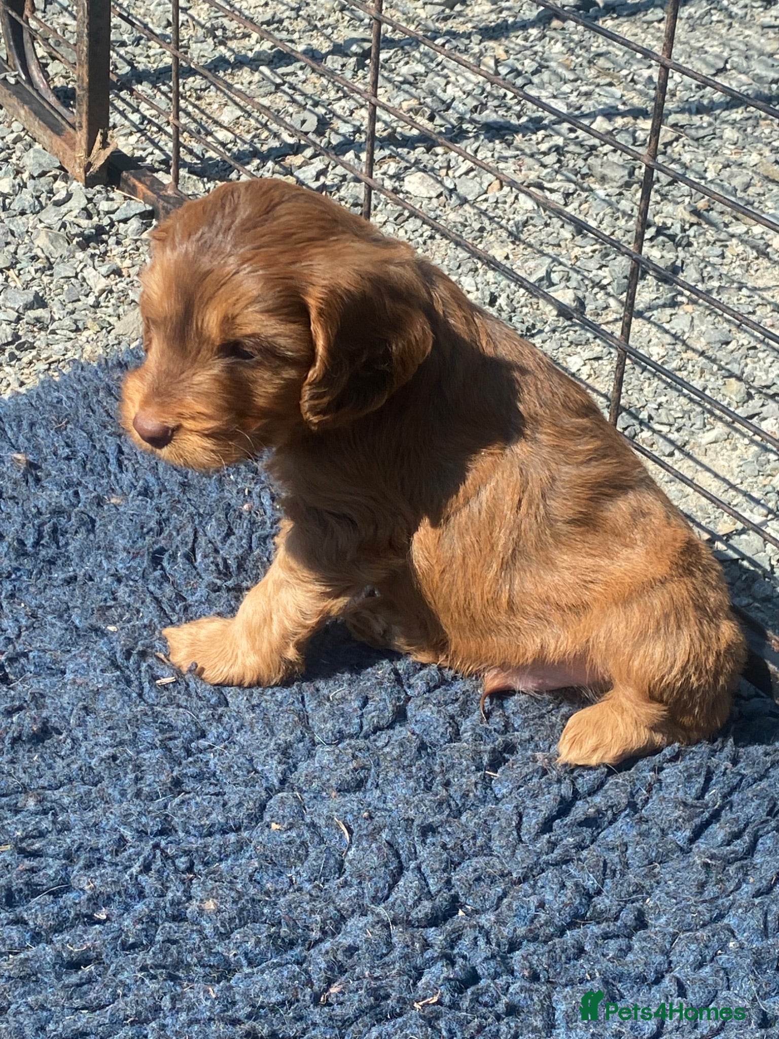 Cockapoo dogs Miniature cockapoo puppies  - Advert 1