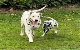 Dalmatian dogs for sale: Dalmation puppues - Image 8