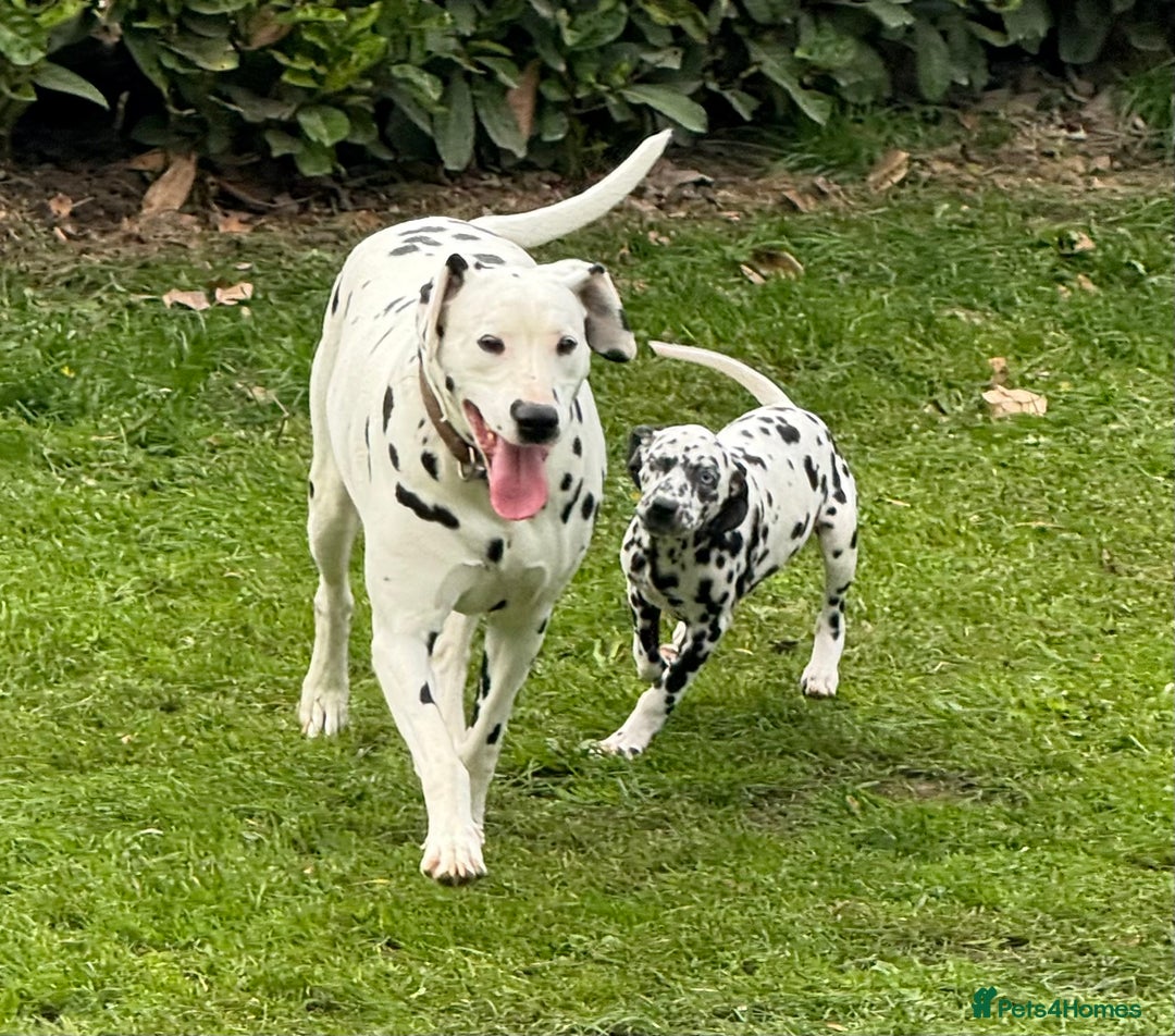 Dalmatian dogs for sale: Dalmation puppues - Image 8